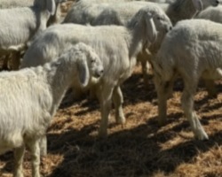 جمعية البر الخيرية بالجديدة تطلق مشروع كسب لتربية المواشي